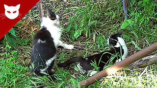Cats Make Love - My Cat and Stray Cats