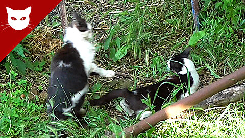 Cats Make Love - My Cat and Stray Cats