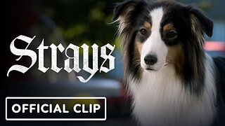 Strays - Official Maggie Clip