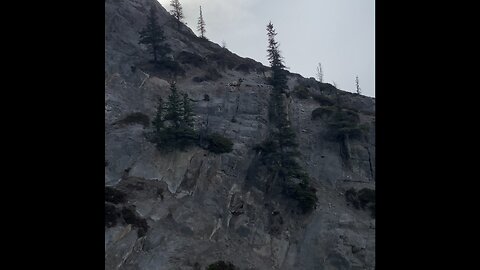 Big horn sheep just chillin