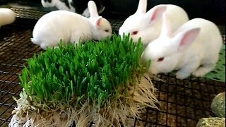 Baby Bunnies Eating Fodder Grass