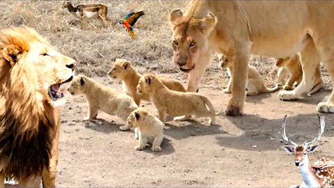 Lioness with with CUBS 'happy family Adventure 😲😁🤣