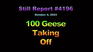 100 Geese Take Off, 4196