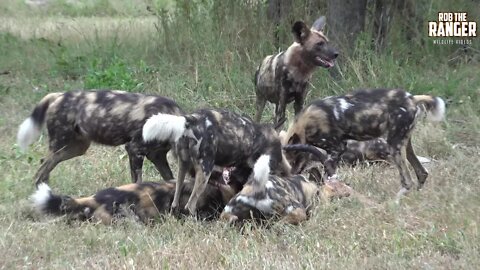 The Beautiful And Rare Painted Wolf Of Africa (Presented By Liaan Lategan)