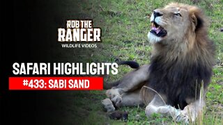 Safari Highlights #433: 07 - 09 September 2016 | Sabi Sand Wildtuin | Latest Wildlife Sightings
