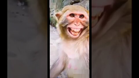 monkey and internet