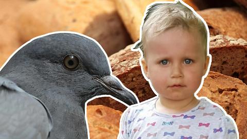 ADORABLE 2-Year-Old Feeds Pigeons at the Fountain