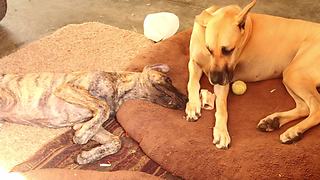 Frustrated puppy wants big brother's bone