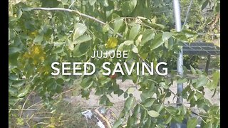 Seed Saving - Jujube