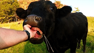Enormous bull comes to get bread and a head scratch