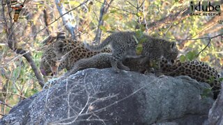 Leopard Family, Part 4