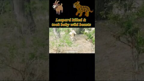 Leopard killed & took baby wild beasts 2022 ||