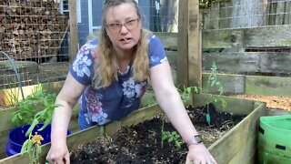 Put in your tomato plants in the ground my technique for doing that