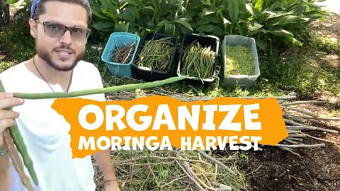 Organizing a Moringa Harvest | Drumsticks + Cuttings + Leaves + Flowers