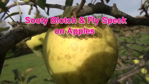 How to Control Sooty Blotch & Flyspeck