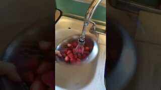 rinsing strawberries