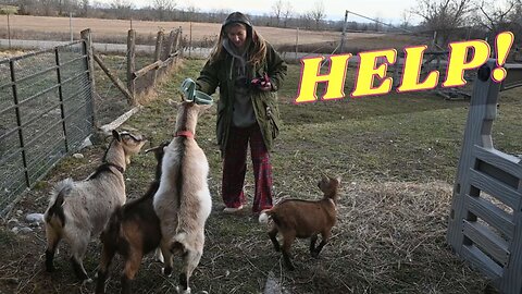 Help.....New Trouble With Our Goats