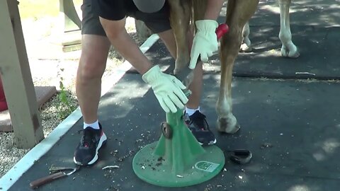 Doing Buddy's Feet - Part 1 of 2 - Horse Hoof Care, Chips & Cracks - Farrier Tips