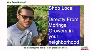 How Many Moringa Trees Do I Need To Grow On My Property For Profit? What is ROI for my Investment