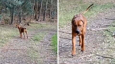 "Laughing" kookaburra hilariously captures dog's attention