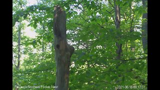 First norther flicker fledges on 6/18/2020 at 9:16:14