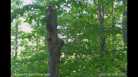 First norther flicker fledges on 6/18/2020 at 9:16:14