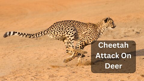 Cheetah 🐆 | Attack on | Deer 🦌 | #Cheetah #Deer