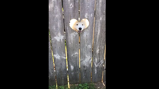 Dog greets people in the cutest way possible