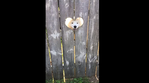 Dog greets people in the cutest way possible