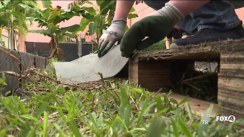 School garden helping students de-stress and grow healthier food options in Fort Myers