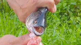 Frightening close lose look at piranha in Amazon lake