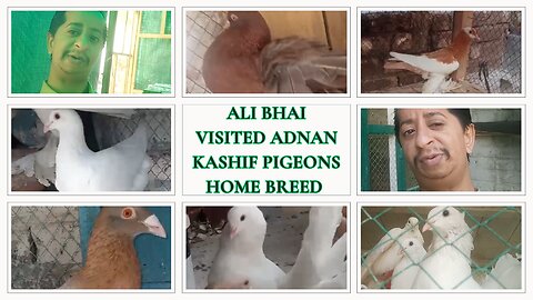 Ali bhai visited adnan kashif pigeons home breed || fancy pigeons || ali bhai vlog