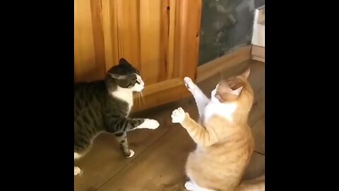 Cats funny videos 😝...Their fight is cutest🤌🏻💞..