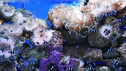 Little striped coral fishes in big aquarium