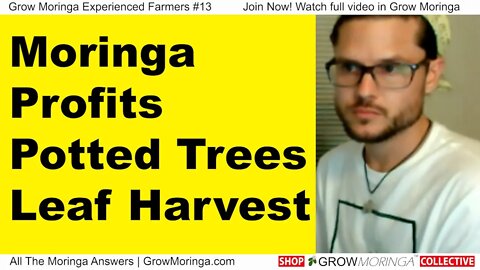 Make Moringa Profits with Potted Trees or A Fresh Leaf Harvest