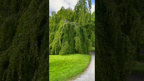Halifax Public Gardens Weeping Willow + Walk Through