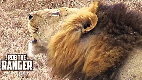 Lion "Mr.T Mapogo" Roaring In The Wild