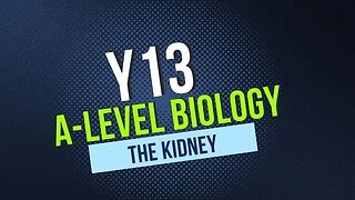 A Level Biology Y13 The Kidney