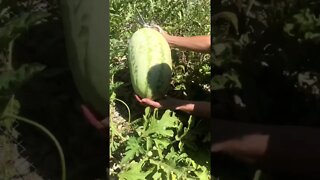 Harvesting a fresh watermelon for lunch, soO GOOD! #shorts #viral #tiktok