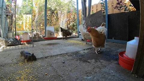 Backyard Chickens Long Relaxing Video Sounds Noises Squirrels Hens Clucking Roosters Crowing!