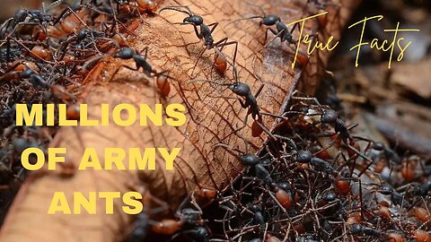 Army Ants swarm across the forest