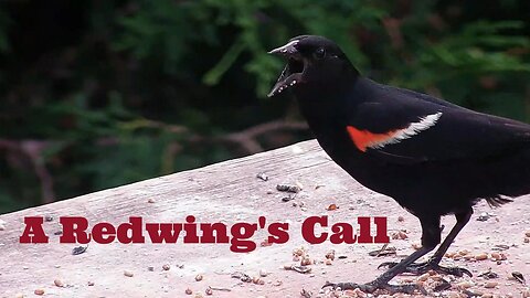 A Redwing's Call