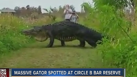 Massive gator spotted at Circle B Bar Reserve in Polk County