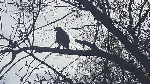 Rough-Legged Hawk stopped by