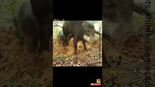 Porcos Selvagens do Pantanal #shorts