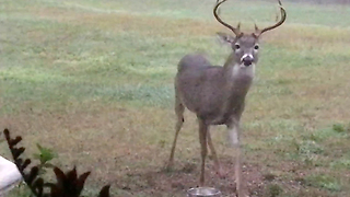 Beautiful Deer Enjoys Corn From His Dog Bowl