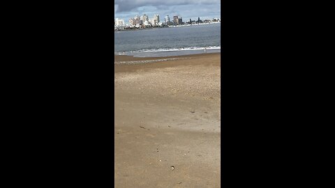 Dog catching a bird in the beach