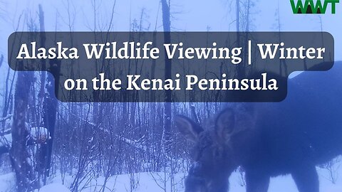 Kenai Peninsula Wildlife Viewing