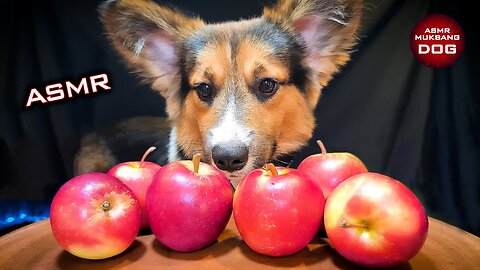 Corgi Dog Eating Apple ASMR