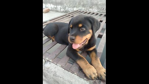 Rottweiler puppie